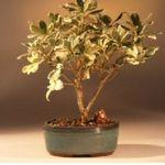 Bonsai Boy coupon codes